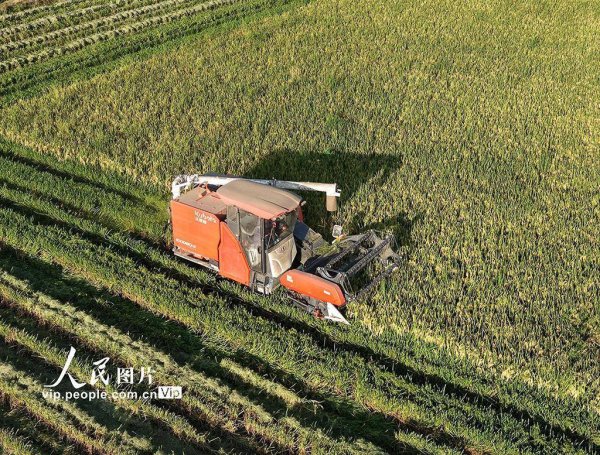 金顶配资 安徽巢湖：再生稻收割忙