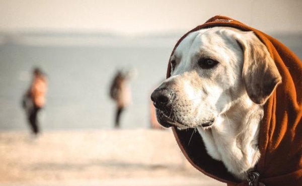 鼎金投资 救助狗狗后，有没有具体措施？